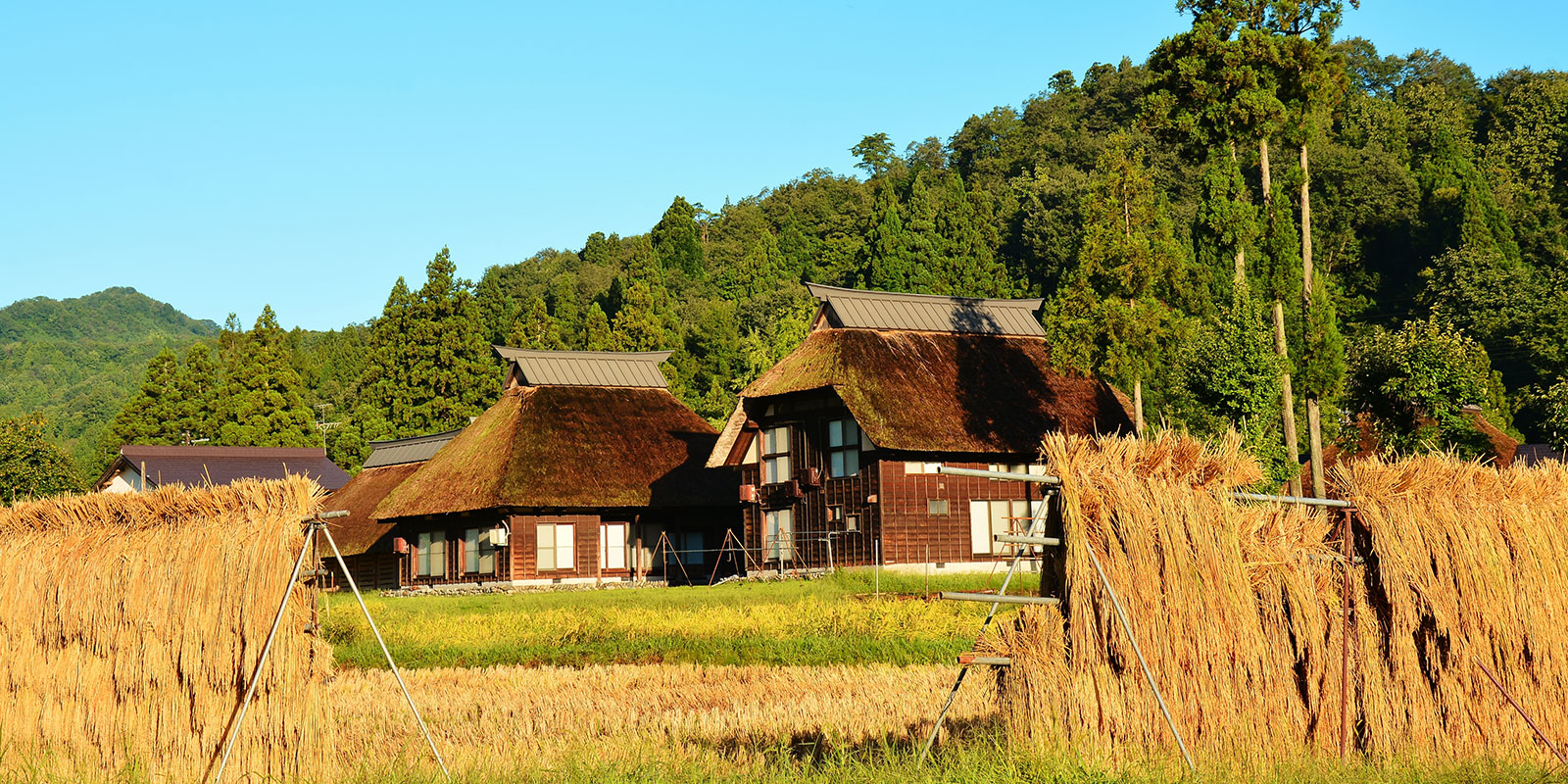【稲と住】 屋根や壁など生活のさまざまな場面で使われた藁