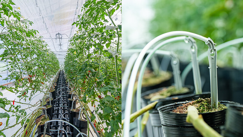 ハミルスのかん水イメージ