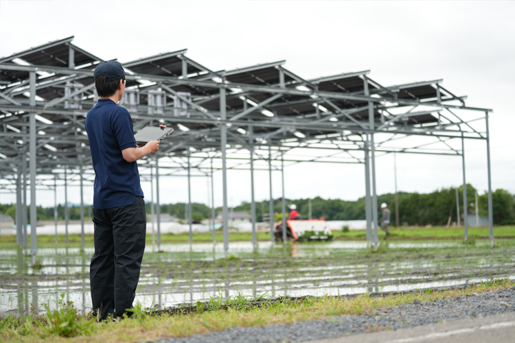 営農型太陽光発電の下で田植え作業をしている風景