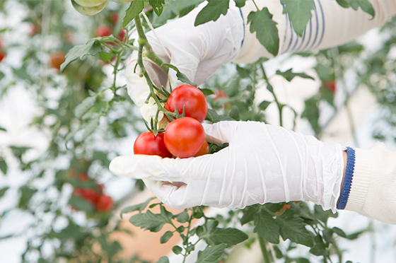 トマトの収穫