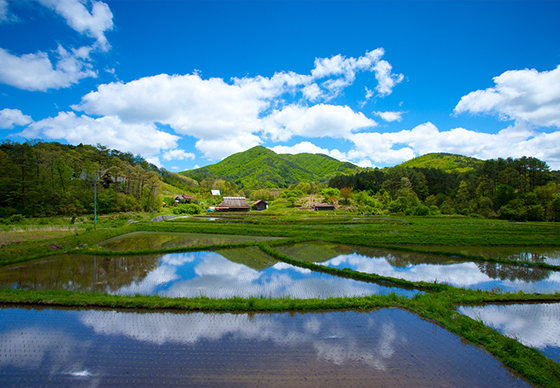 稲が植えられた田園風景