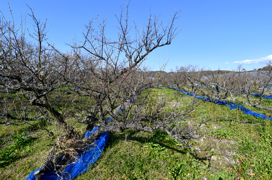 うめひかりが栽培を行っている梅の圃場。枝には梅のつぼみが付き始めている