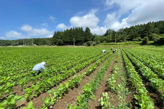 大豆の圃場で除草を手作業で行う様子