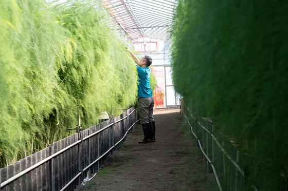 通常のほ場よりも畝と畝の間が広くなっているKubota Incubation Farm内の様子