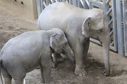 円山動物園のゾウ舎で身体を寄せ合う2頭のゾウ