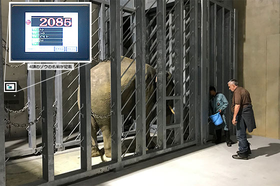 丸山動物園のゾウ舎に設置されたクボタ製の「デジタル台はかり」で体重を測る一頭のゾウ