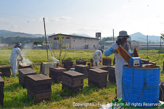 藤井養蜂場近くにある広大な敷地内に設置された蜂場で、複数人の作業者が採蜜を行っている様子