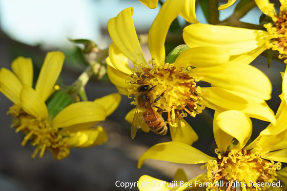 黄色い花を咲かせたツワブキから蜜を集める一匹のミツバチ
