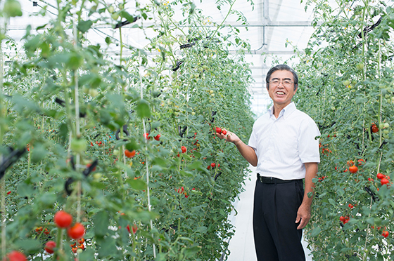 クボタファーム糸満のトマトのハウス内