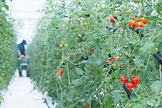 アイメック農法のトマト
