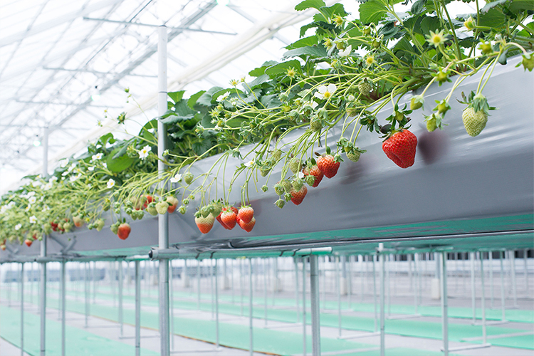 「がっこうのイチゴ園　財田上」クボタ とスマート農業、地域再生の新しい形