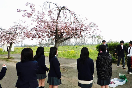震災の翌年も元気に花を咲かせた校庭の桜