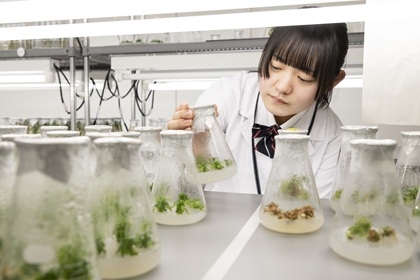 実験室のビーカーの中で育つ桜の小苗