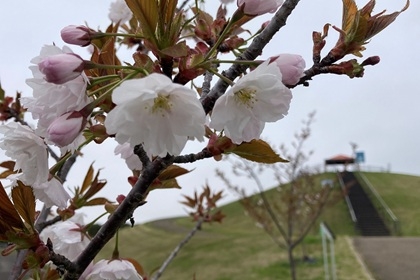 千年希望の丘と植樹された桜