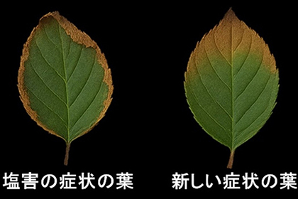桜の葉の塩害症状と新たに見つかった障害(高温障害)症状