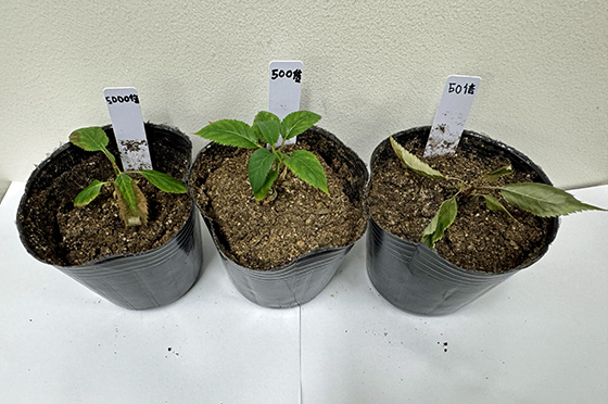 酢酸の適正濃度を調べる試験