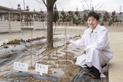 実験ほ場で育つ玉夢桜の苗木