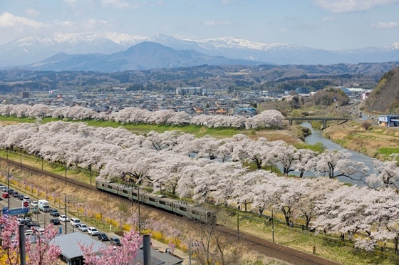 宮城県柴田町の白石川堤一目千本桜