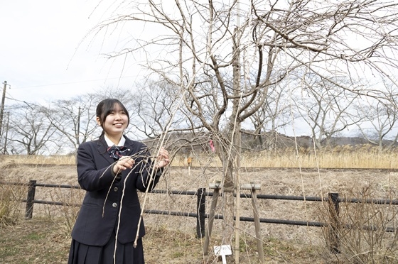 桜色活力剤を散布した白石川堤の桜と山本柚花さん