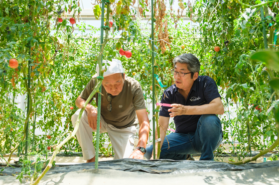 トマトを栽培する農家に寄り添う佐々木さん