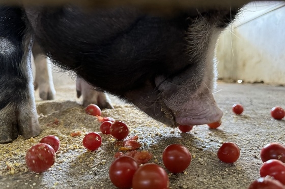 ミニトマトを食べる黒豚