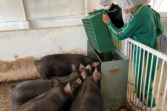 黒豚にトマト入りの餌を与える様子