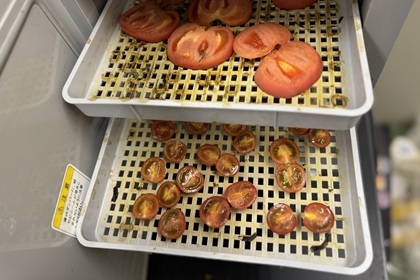 乾燥中の規格外トマト