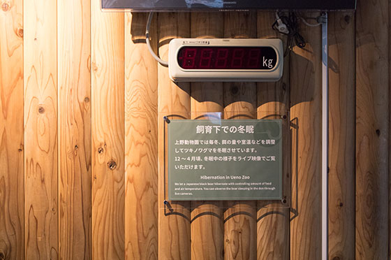ツキノワグマの冬眠室にはライブカメラと、床に体重計を設置。観覧側には冬眠中の映像とクマの体重が表示されます。