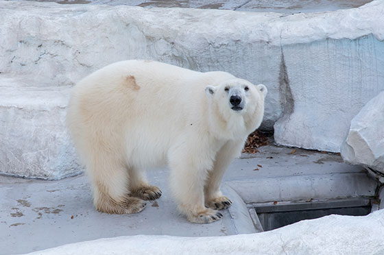 ホッキョクグマが屋内の飼育室に移動する通路に、クボタの体重計が埋め込まれています。