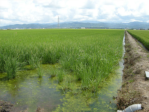 種蒔きから85日後の田んぼ