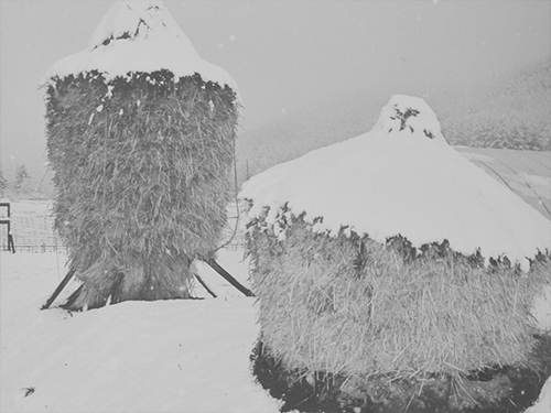 雪を被った稲藁