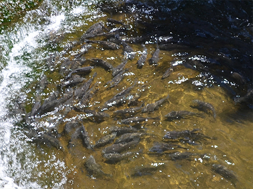 白樺湖