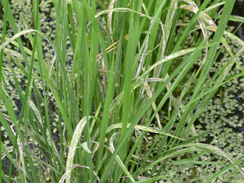 害虫に食われた稲