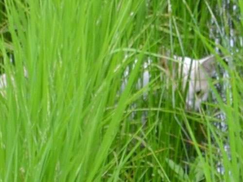 稲に隠れる猫