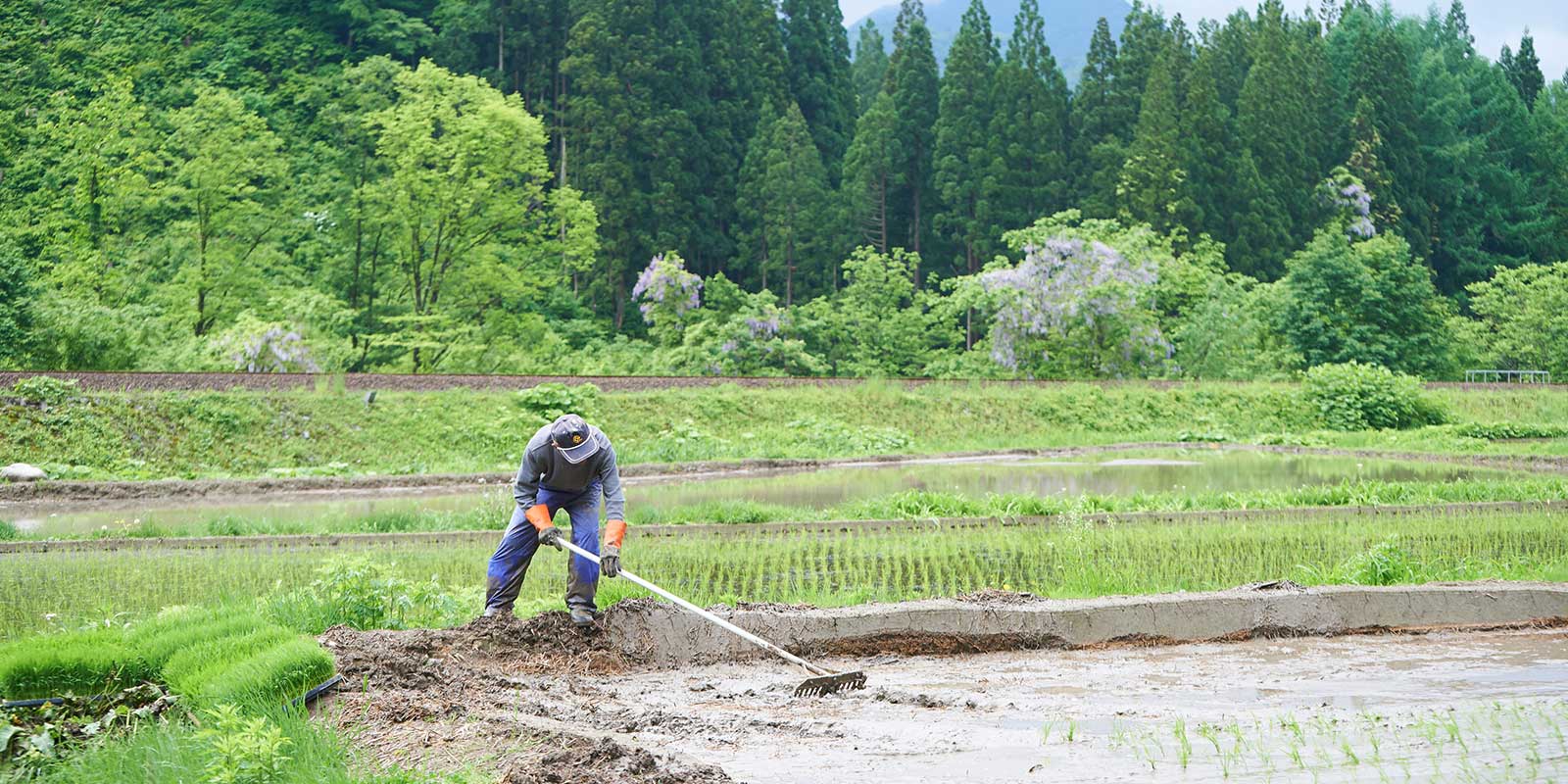 馬鍬(まんが)が活躍した「代掻き(しろかき)」