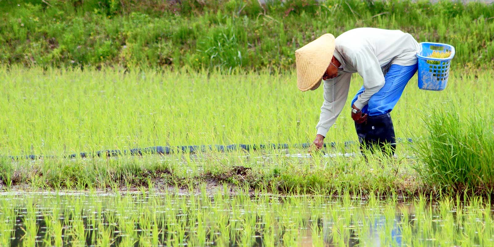 正条植えによって変化した「田植え」