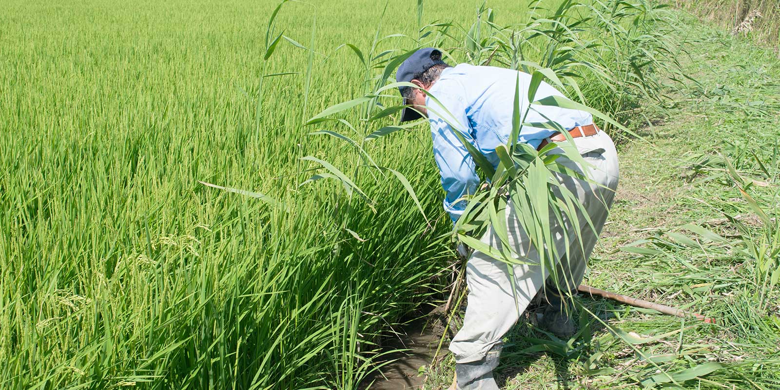 「草刈り」のために開発されたさまざまな農具