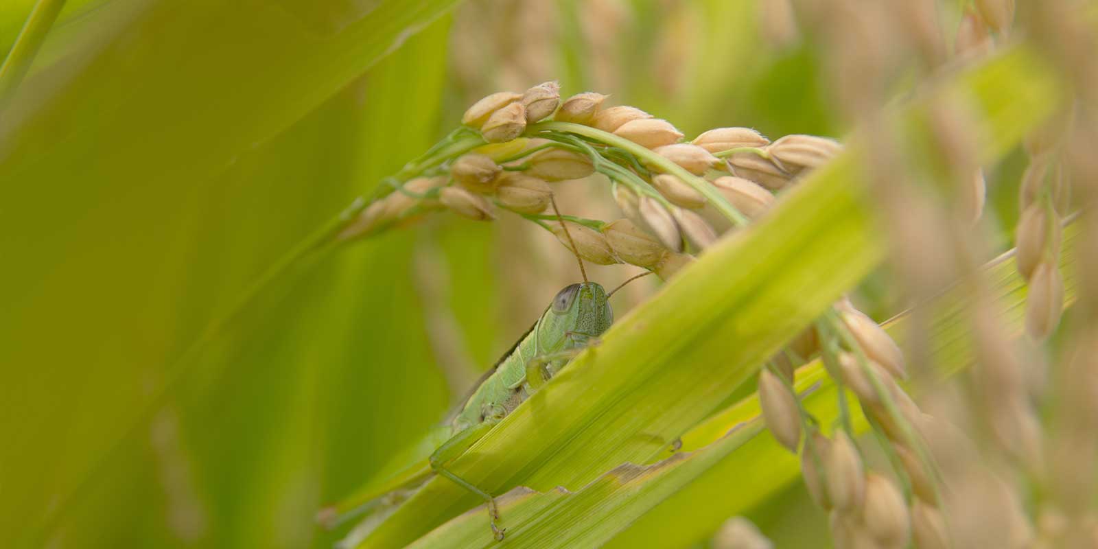 毎年、夏に行われた「虫追い」