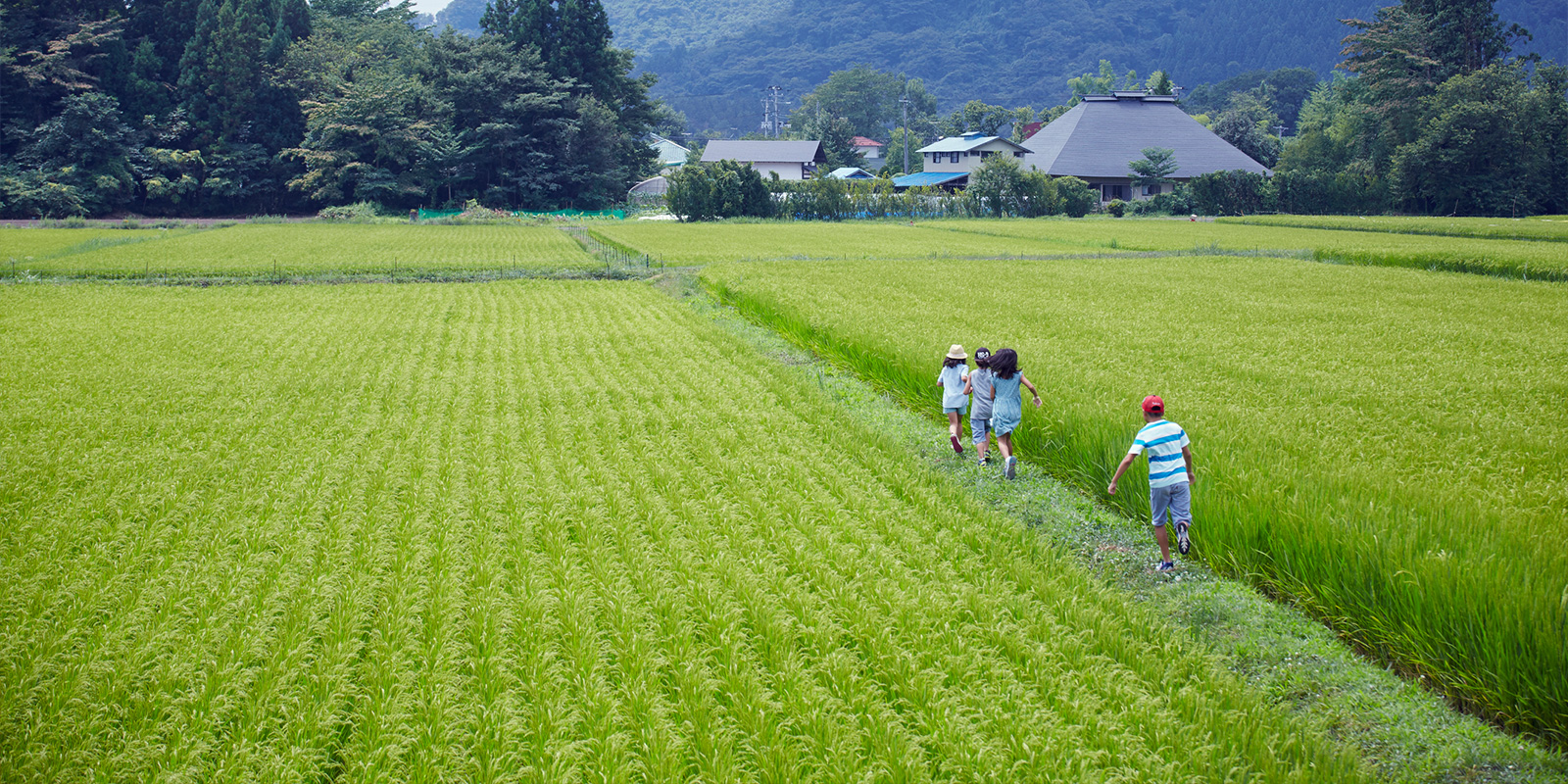 羽がないのに空を飛べる「セスジアカグモ」