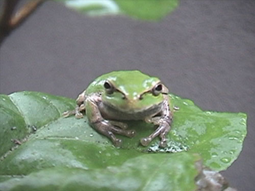 田んぼの気象予報士 ニホンアマガエル 田んぼの生き物 クボタのたんぼ 学んで楽しい たんぼの総合情報サイト