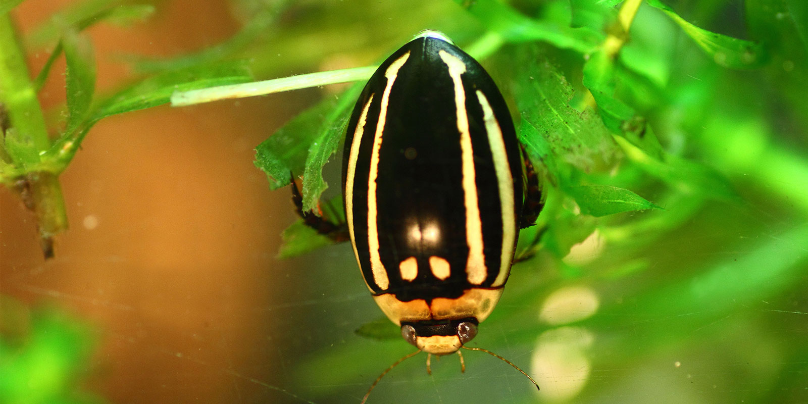 ミミズ を二つに切断したら本当に2匹になるのか 田んぼの生き物 クボタのたんぼ 学んで楽しい たんぼの総合情報サイト