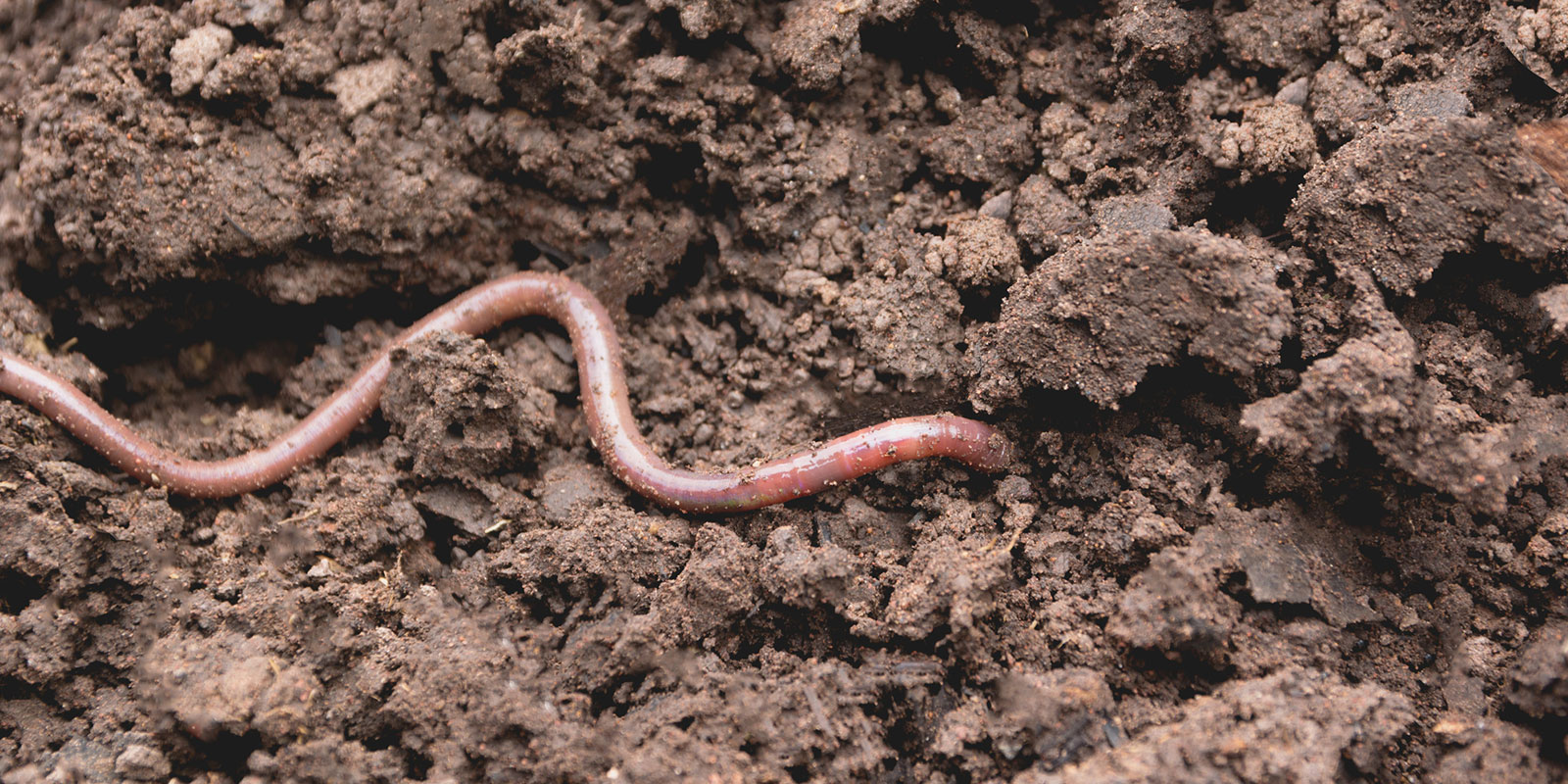 ミミズ を二つに切断したら本当に2匹になるのか 田んぼの生き物 クボタのたんぼ 学んで楽しい たんぼの総合情報サイト