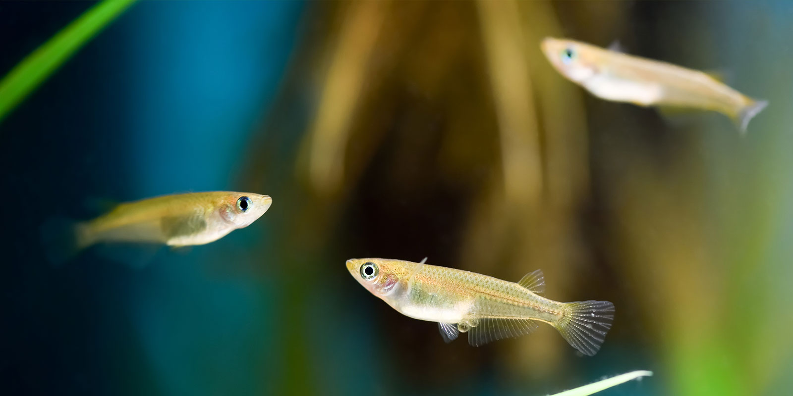 ドジョウ は魚なのに空気呼吸するのか 田んぼの生き物 クボタのたんぼ 学んで楽しい たんぼの総合情報サイト