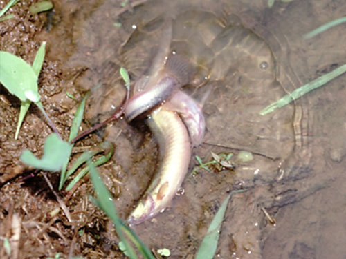 ドジョウ は魚なのに空気呼吸するのか 田んぼの生き物 クボタのたんぼ 学んで楽しい たんぼの総合情報サイト