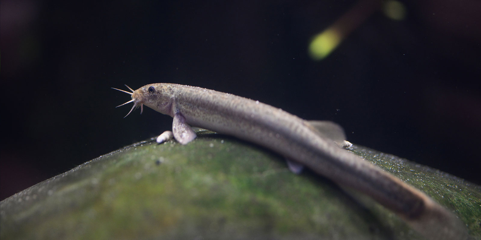 「ドジョウ」は魚なのに空気呼吸するのか