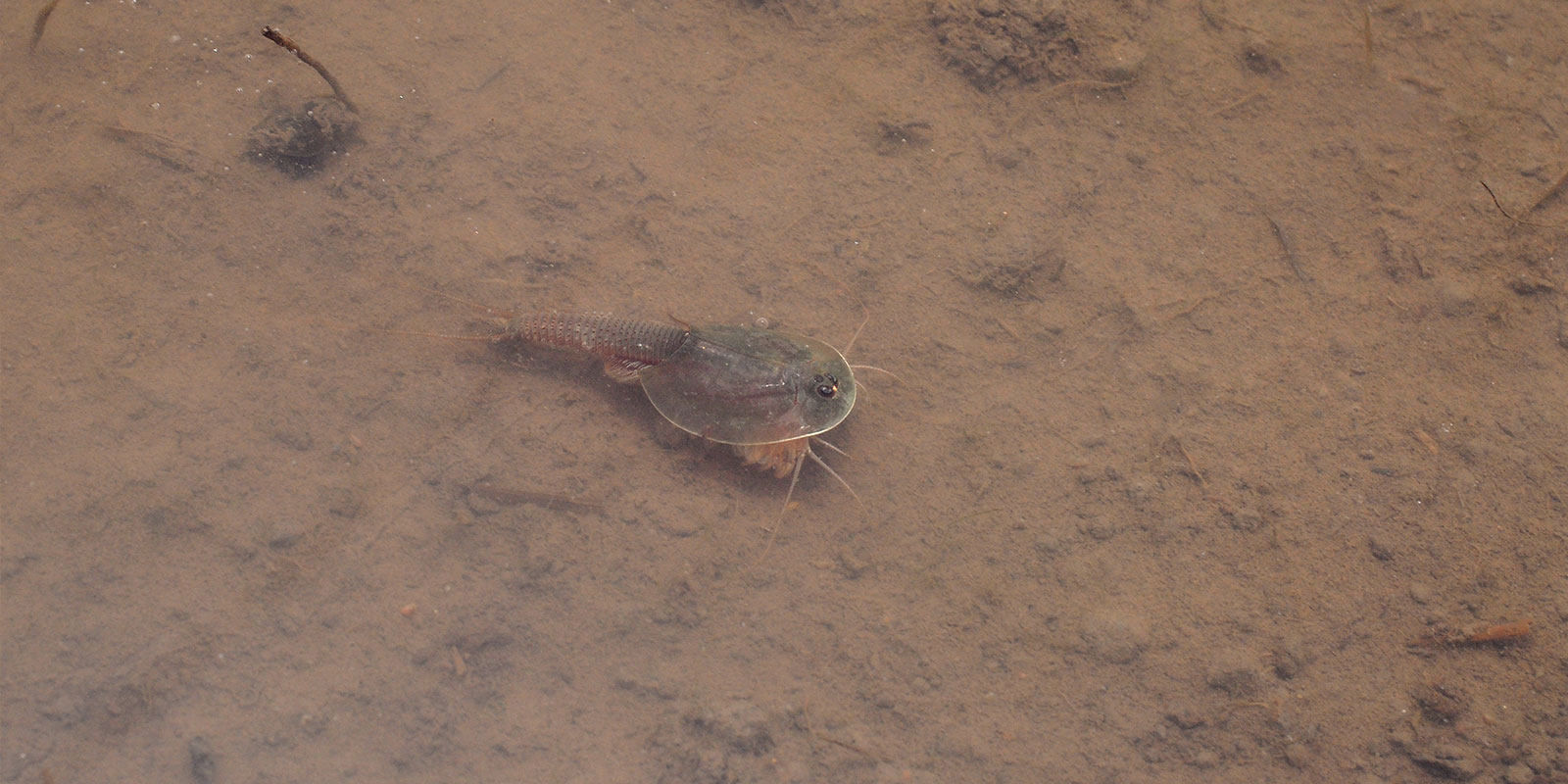 2億年ずっと同じ姿、生きた化石「カブトエビ」