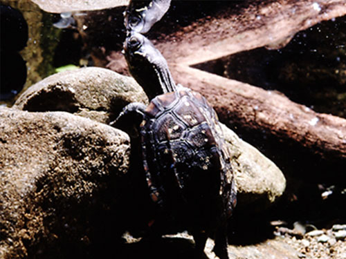 １万年も生きられる クサガメ の本当の話 田んぼの生き物 クボタのたんぼ 学んで楽しい たんぼの総合情報サイト