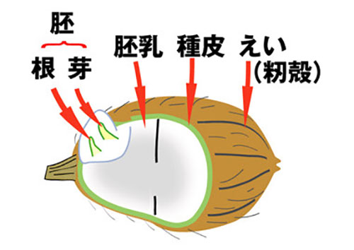 種籾の発芽の構造