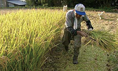 稲刈り中の男性