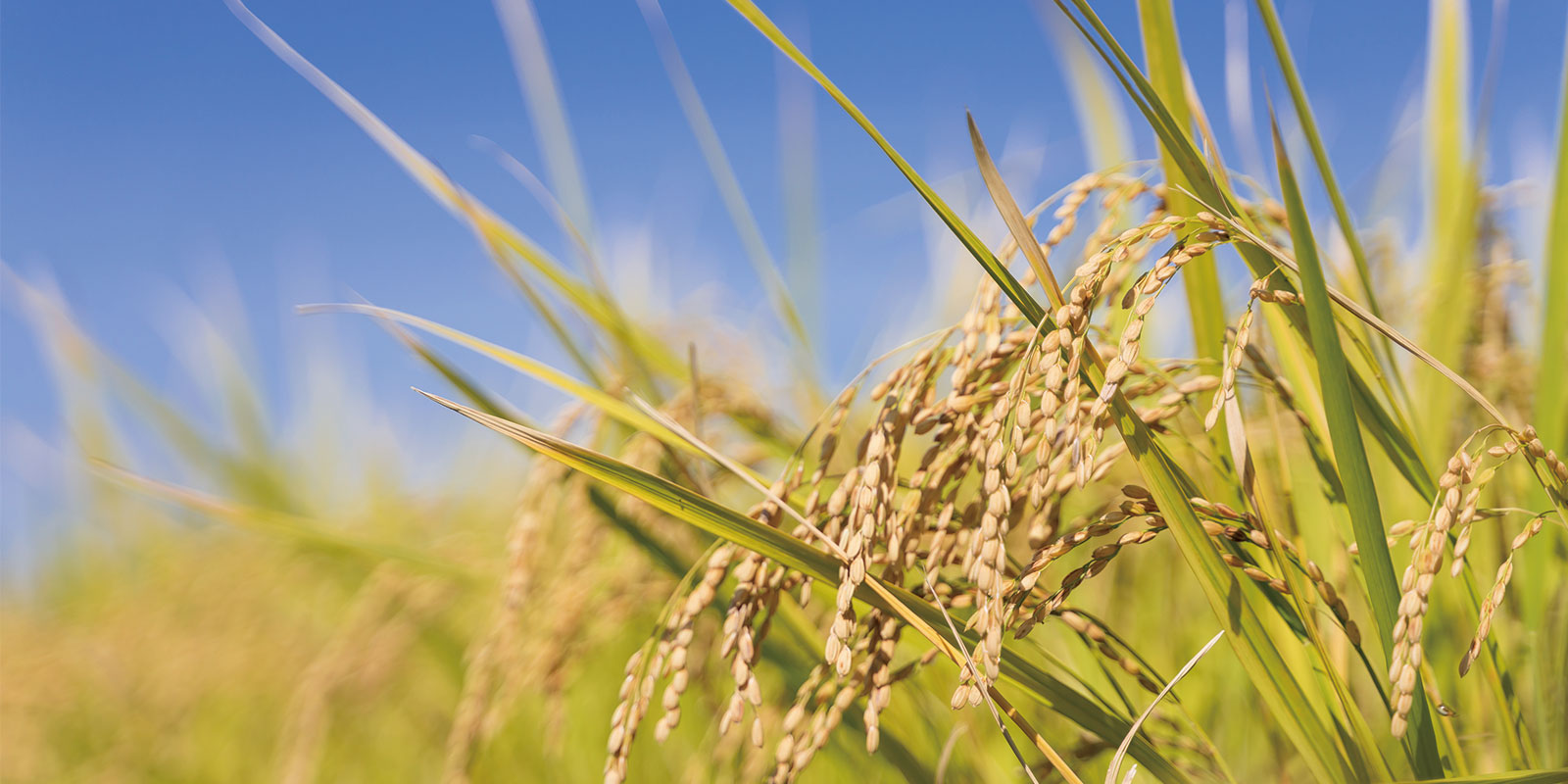 お米の種　種籾20g　コシヒカリ自然農はざかけ米バケツ稲に◎